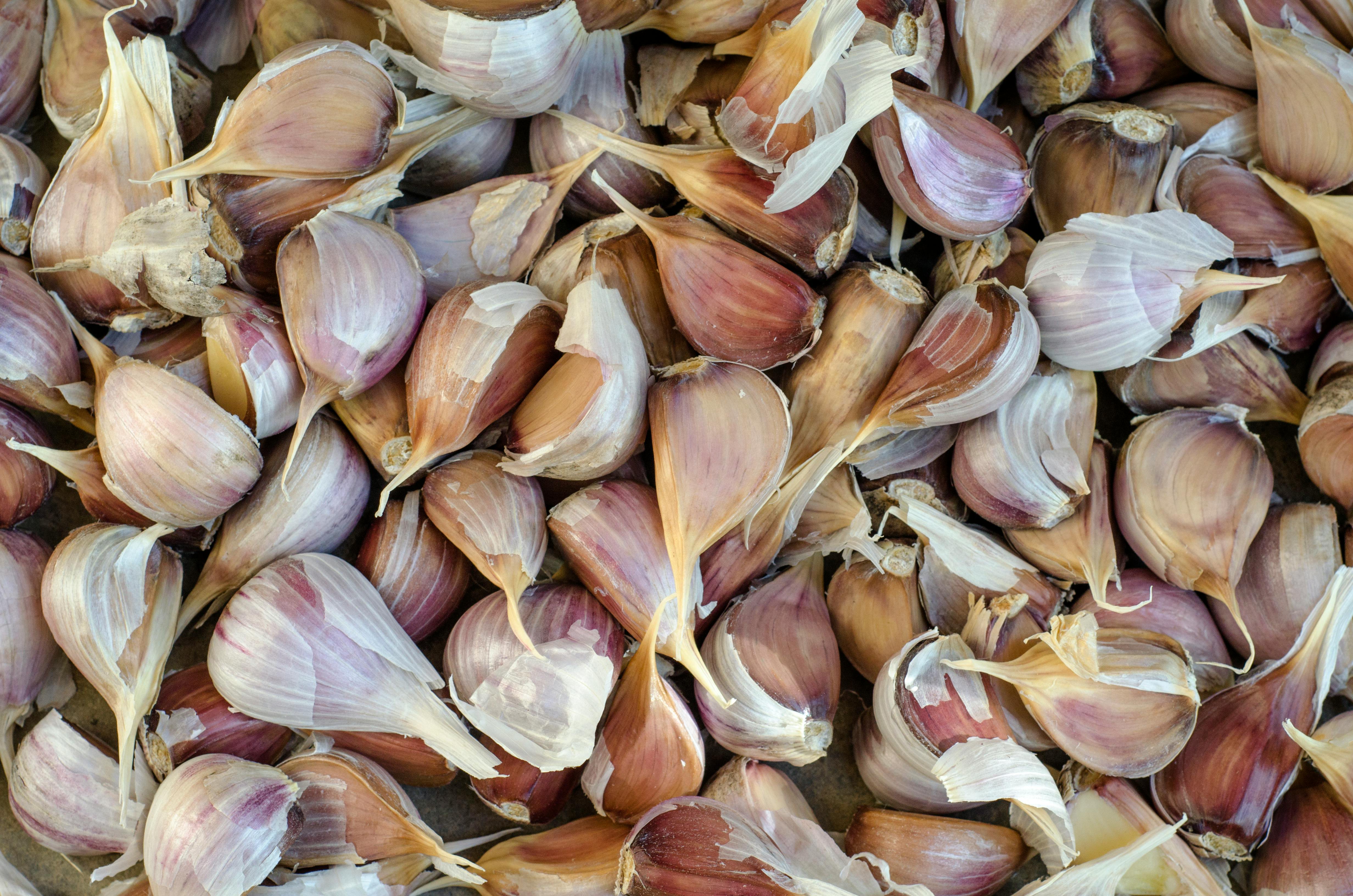 garden garlic