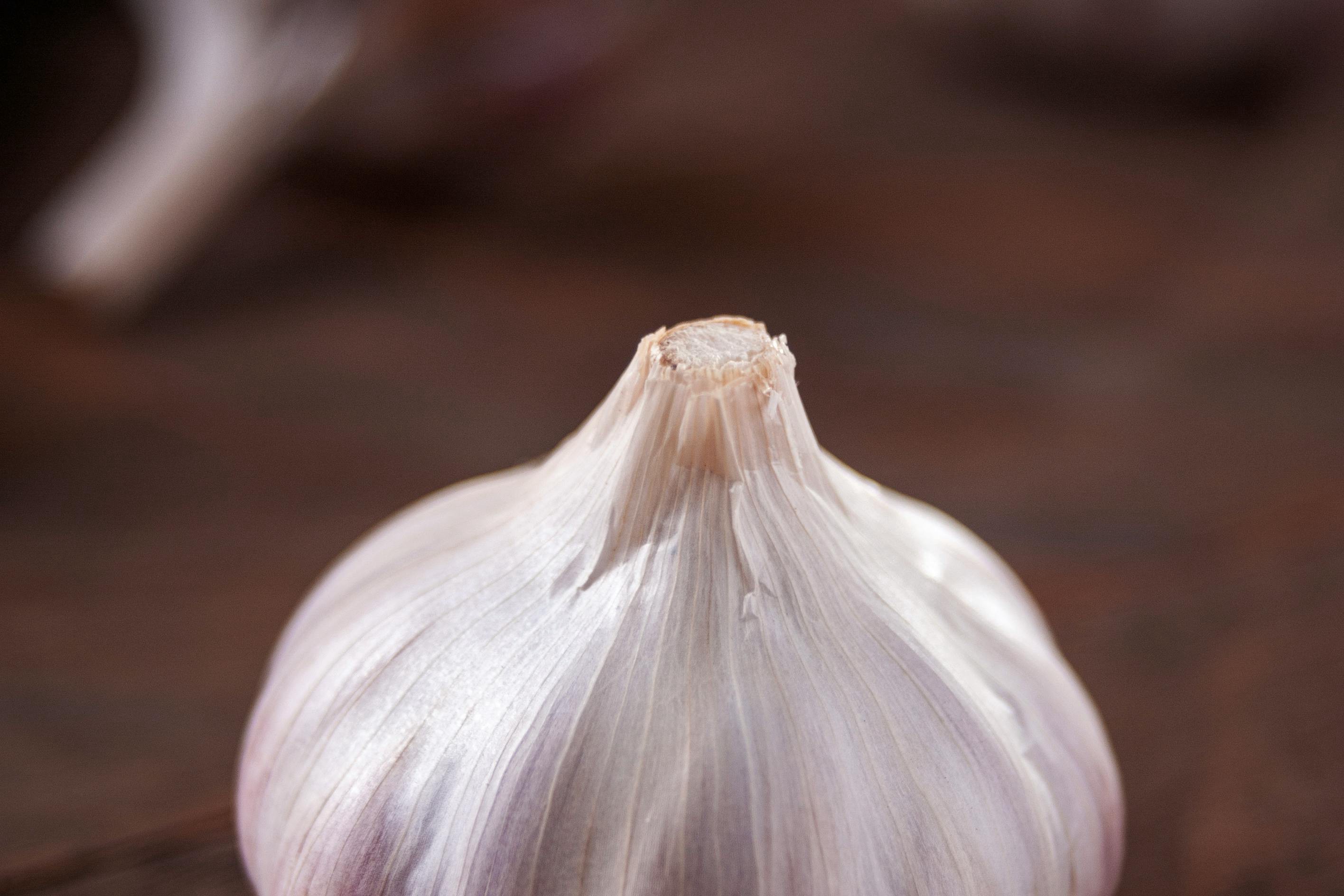 healthy garlic